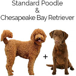 Chesapoo Dog